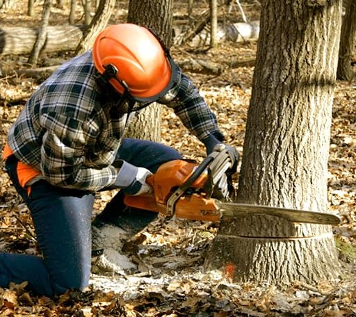 Tree Removal in Goldens Bridge, NY